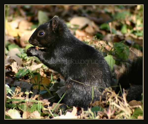 Blackie