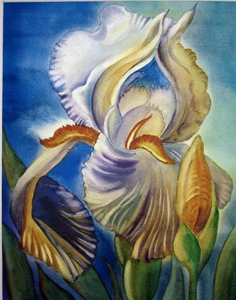 Iris 26