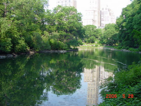 Concrete Jungle 