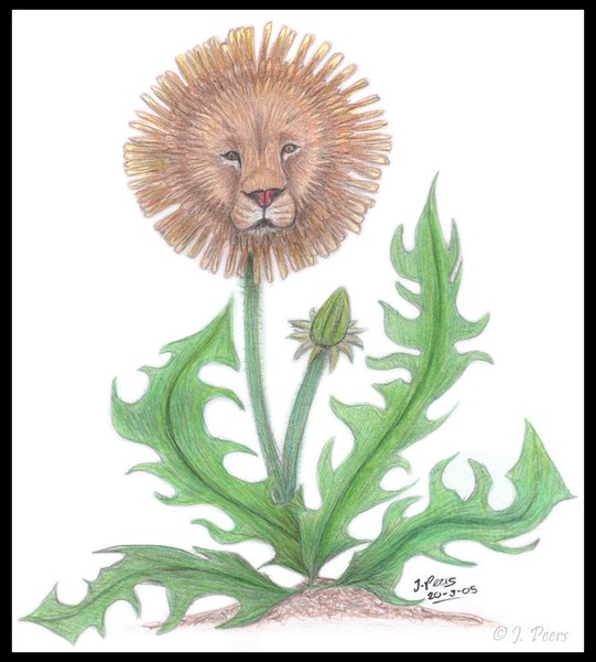 Dandelion
