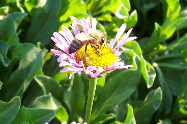 eating bee 