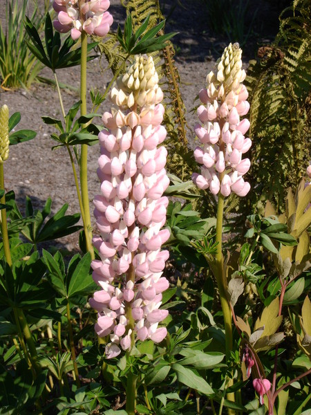 Summer Garden