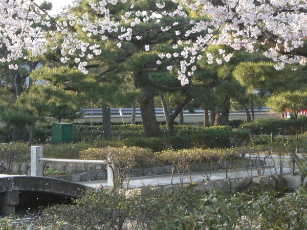 Sakura Drops