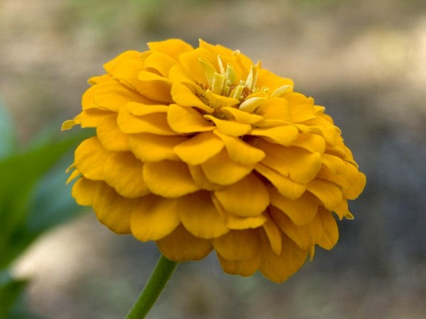 Zenia On My Property