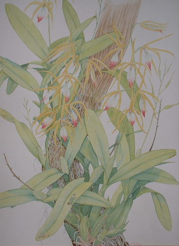 Encyclia brassavolae