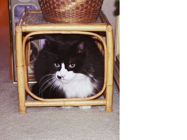 cat on 