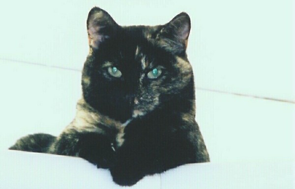 Midnight, Black smooth haired cat