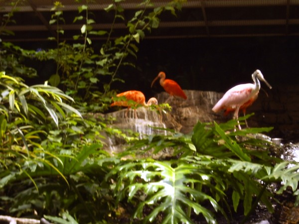 Flamingos