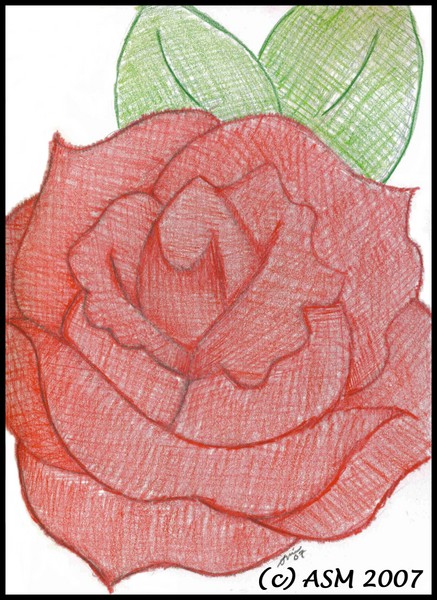 Old School Rose Sketch