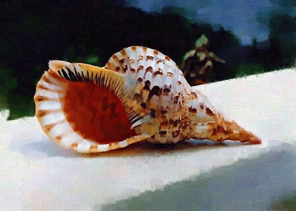 Tritons Trumpet - Oils