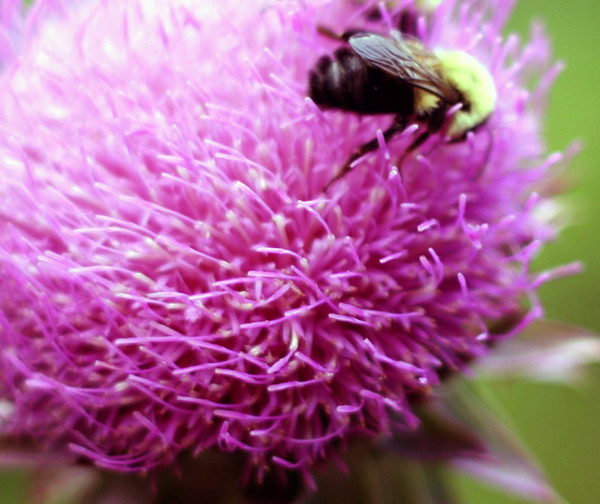 Busy Bees 3