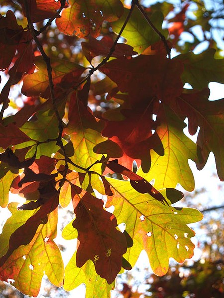 Autumn Lights