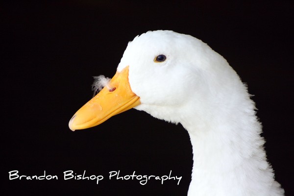 Profile of a Duck