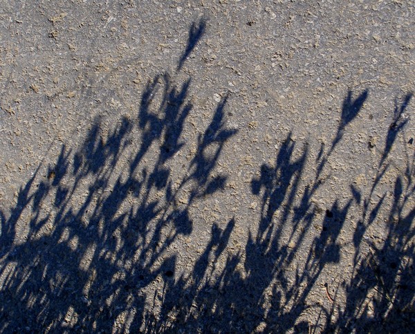 weed  shadows on  asphalt 2