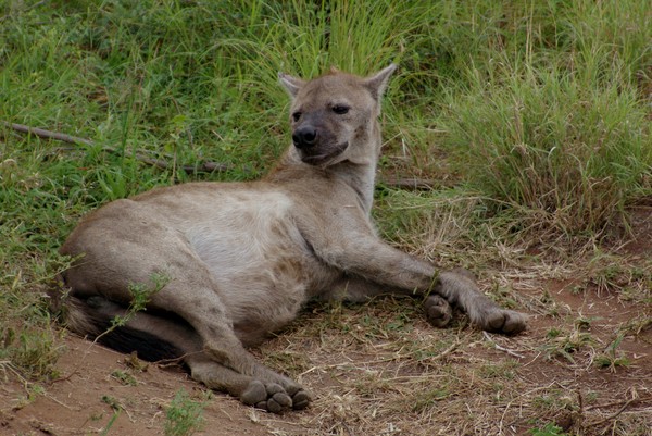 Kruger  Hyena