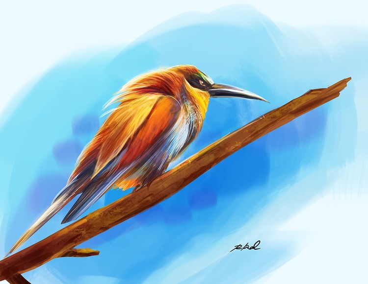 little bird