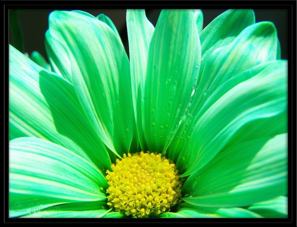 Summertime Greeting