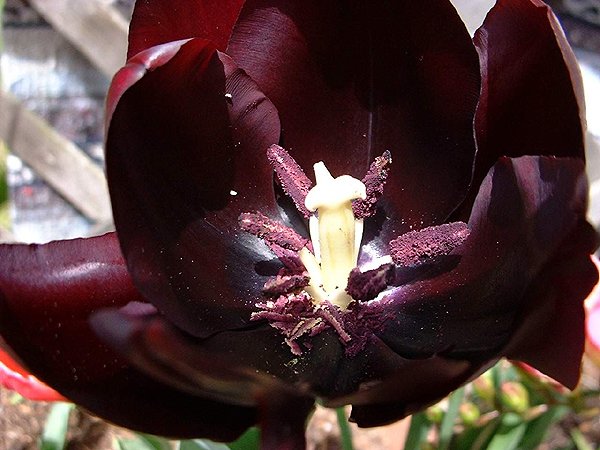 Purple Tulip