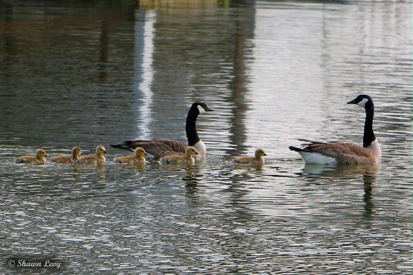Out for a swim