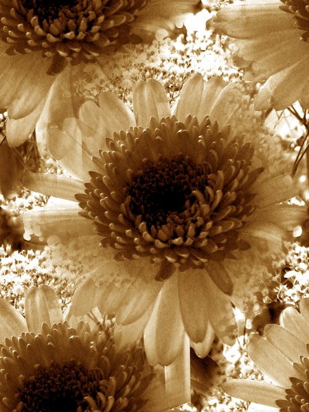 Autumn Toned Gerberas (Two)