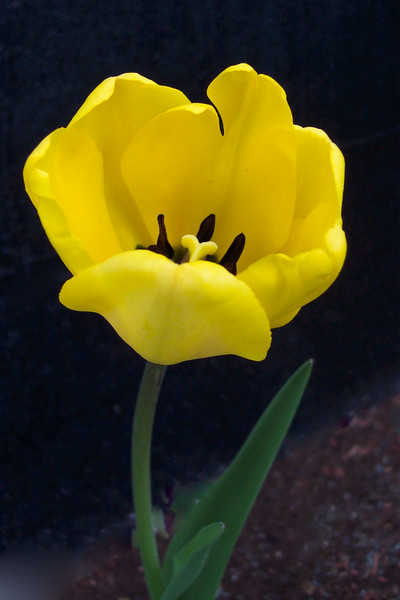 Yellip
