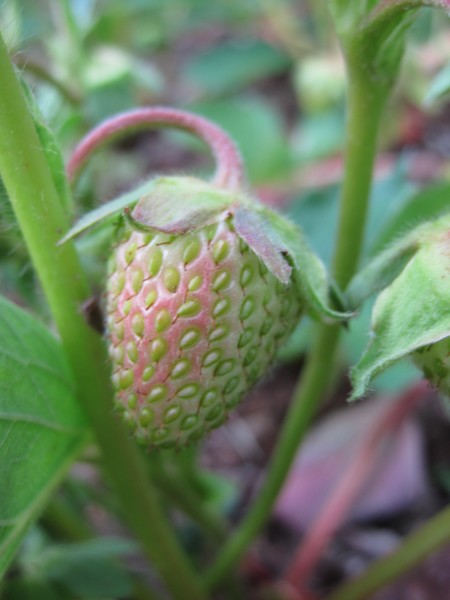 Unripe