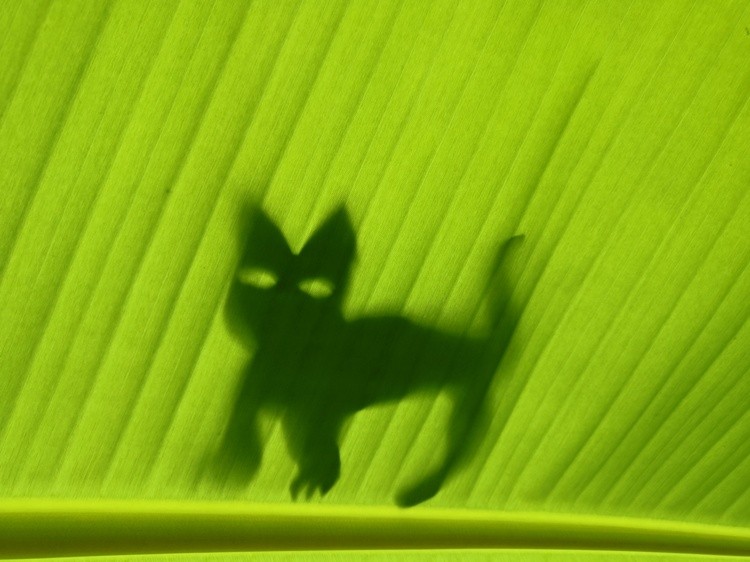 A Cat on a Leaf