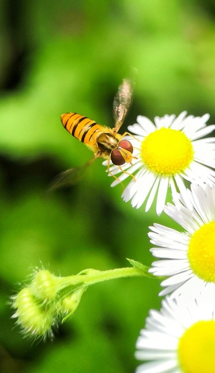 flying to flower ( 2 )