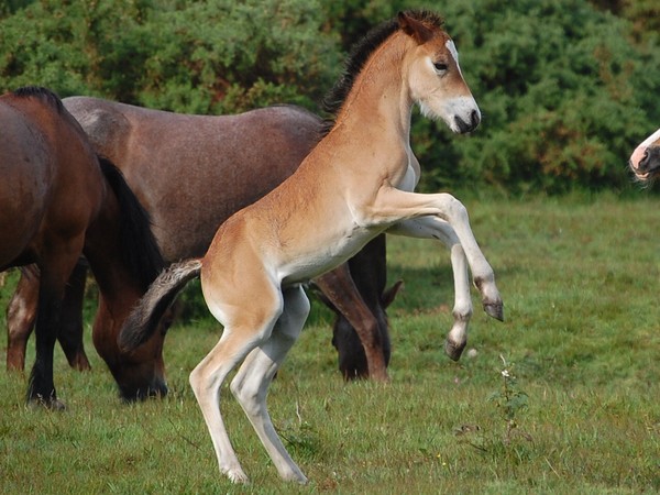Dancing Foal in th New Forest