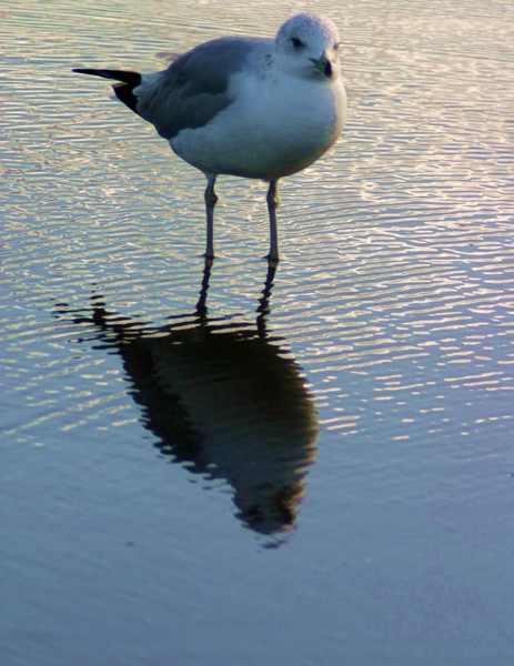 Winter Gull