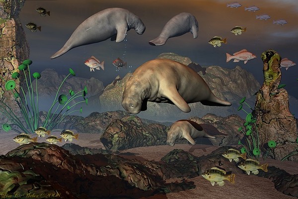 A Manatee's World