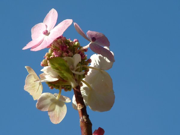 Hydrangea that could
