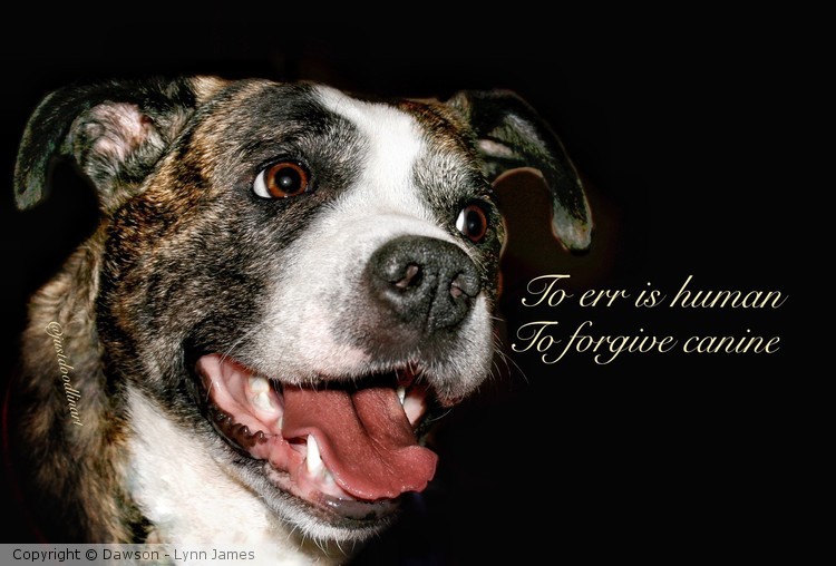 To err is human .. To forgive canine