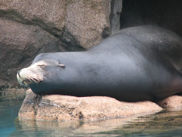 Papa Sea lion napping blissfully