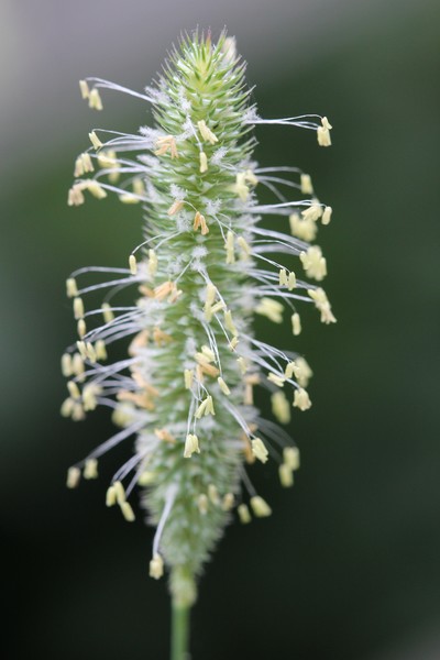 grass seedpods