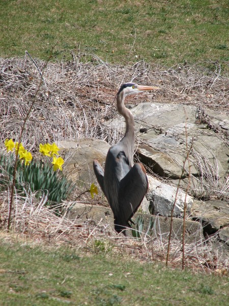 Great Blue Heron trying to cool off