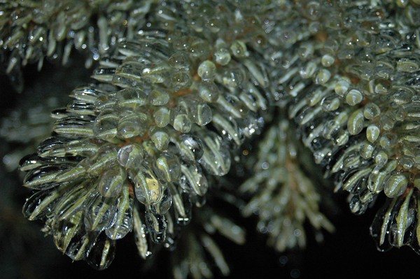Spruce Popsicle