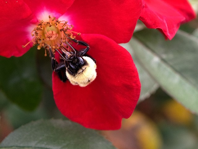 Hungry Bee