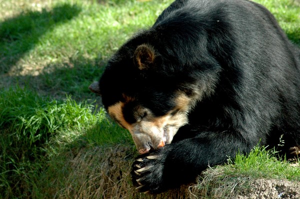 Beary Prayerful