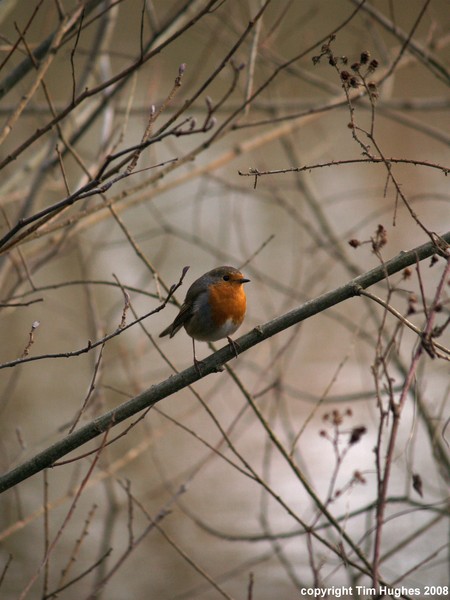 'Another Robin'