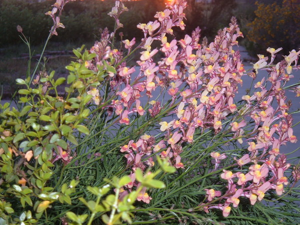 Wildflowers