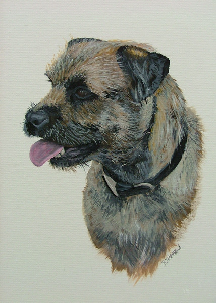 border Terrier