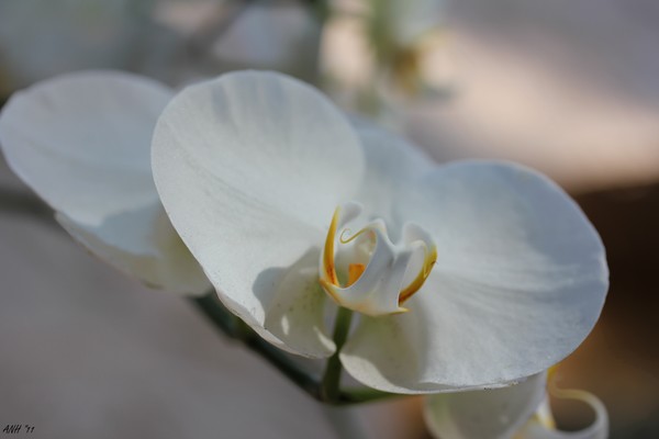 White Orchid