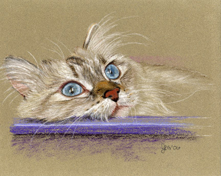 Latte the Cat I