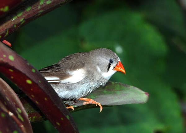Tiny Finch