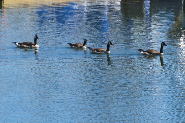 Canadian Geese in Coal Harbour