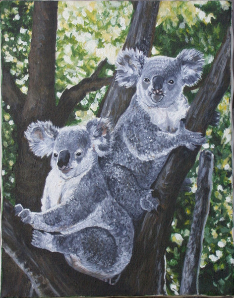 Koalas