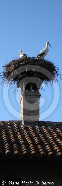 Everlasting nest