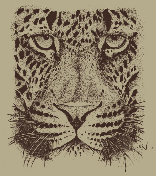 cheetah 01