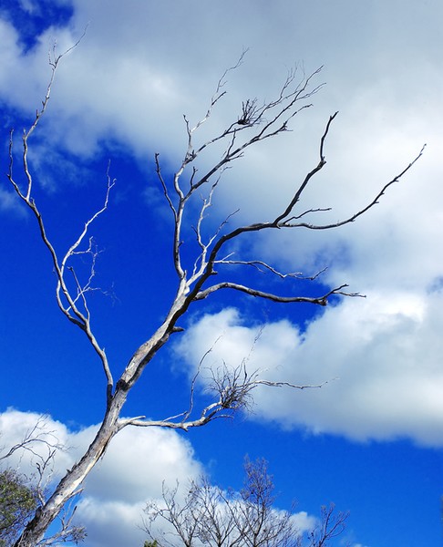 Reaching for the sky.
